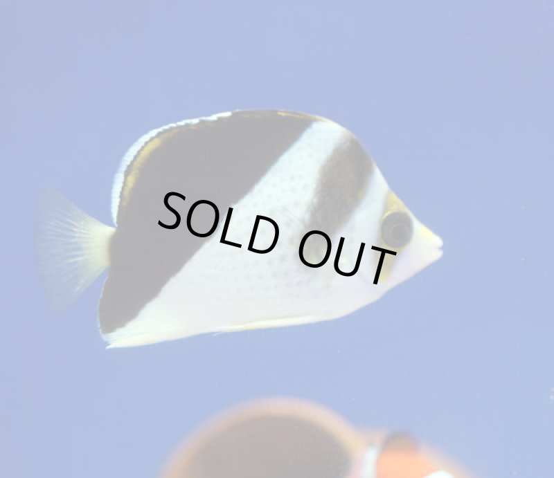 画像2: ティンカーバタフライ (2)