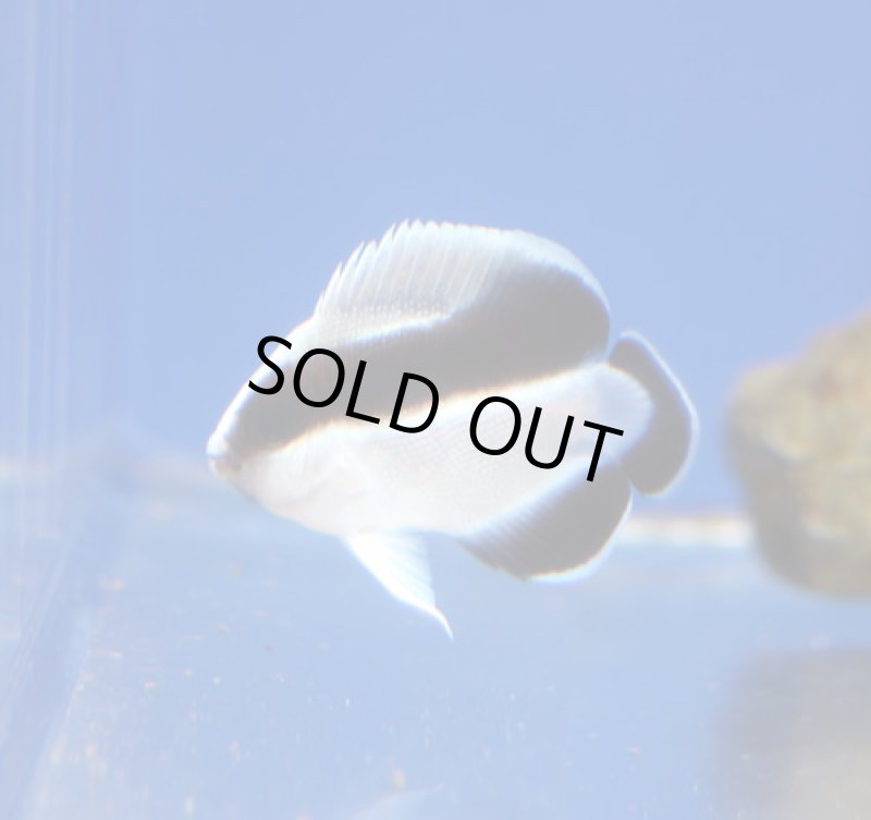 画像4: ブラックバンドエンゼル (4)