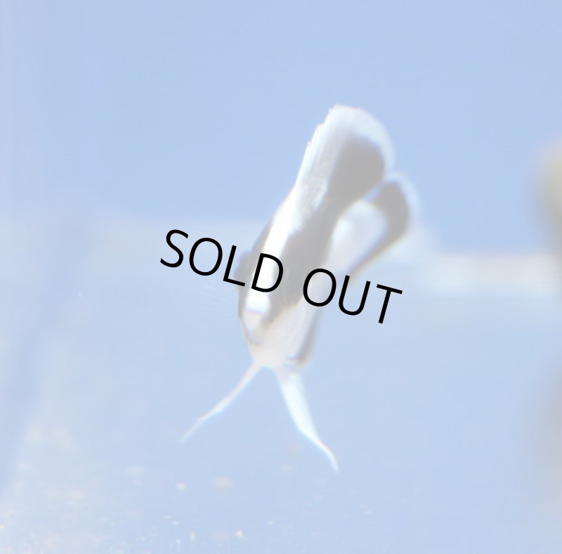 画像3: ブラックバンドエンゼル (3)