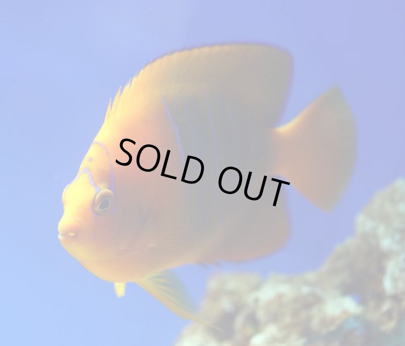 画像2: クラリオンエンゼル (2)