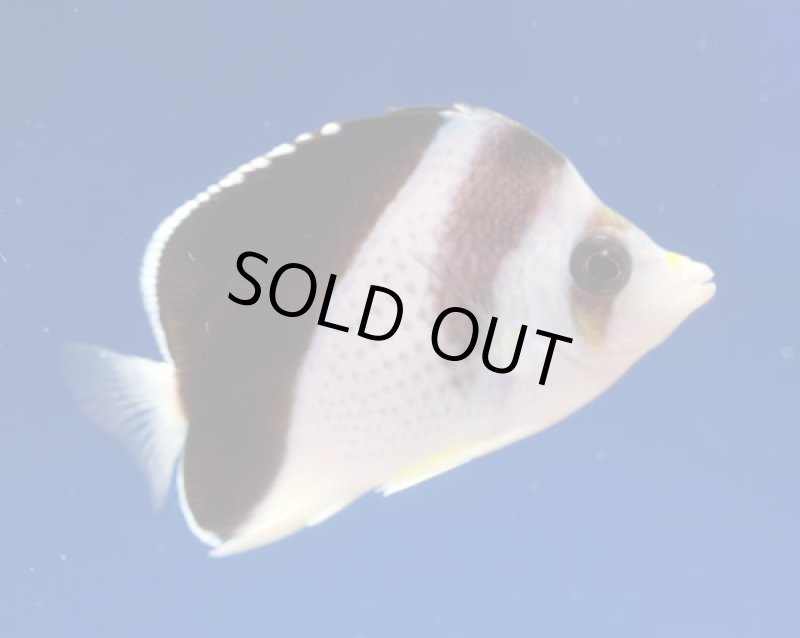 画像2: バーゲスバタフライ (2)