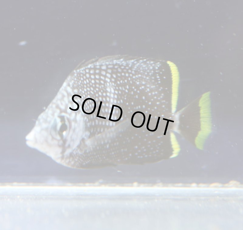 画像2: ユウゼン (2)