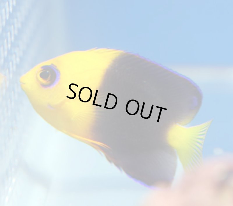 画像2: ココスピグミーエンゼル (2)