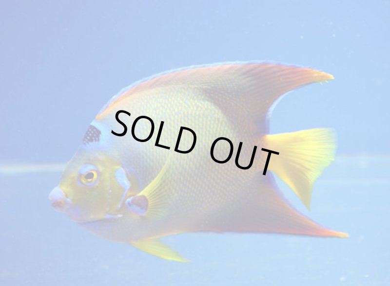 画像2: クィーンエンゼル (2)