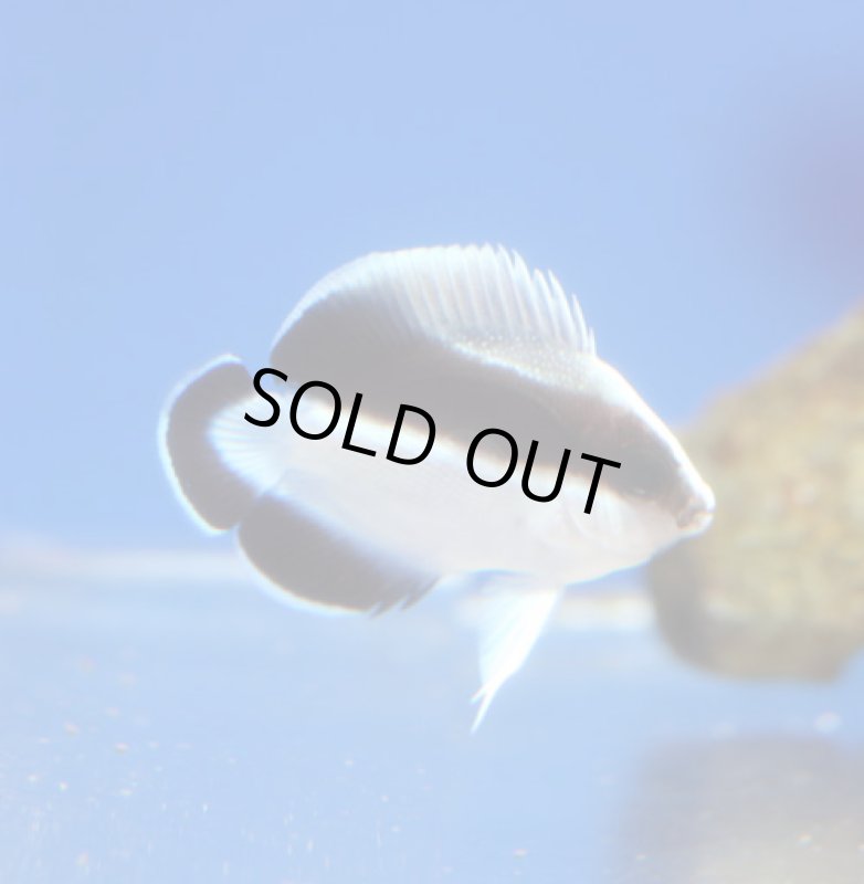 画像2: ブラックバンドエンゼル (2)