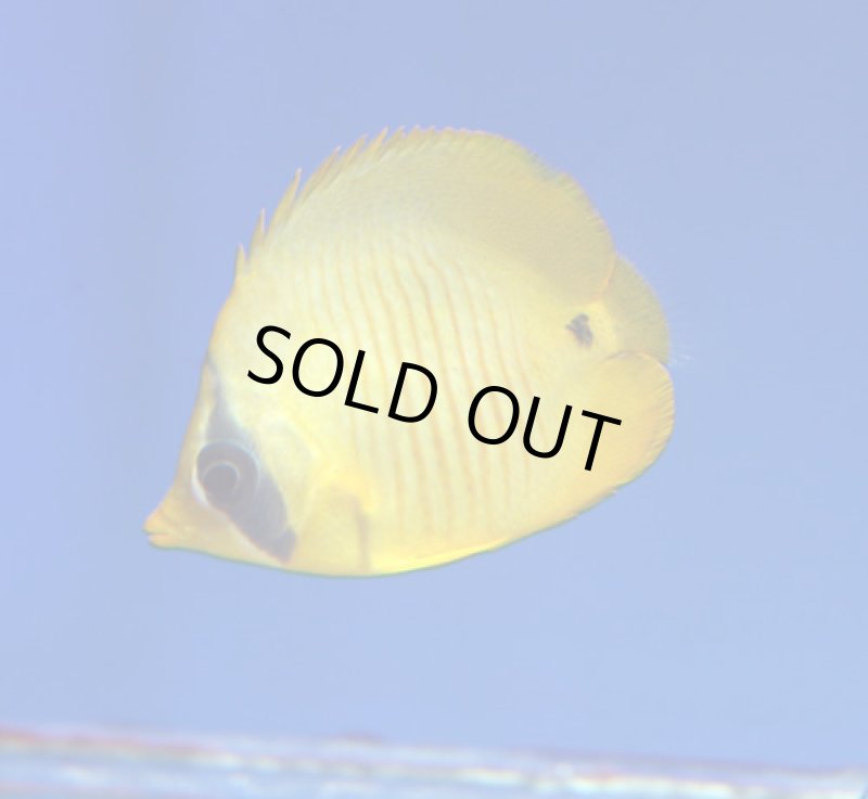 画像2: ゴールデンバタフライ (2)