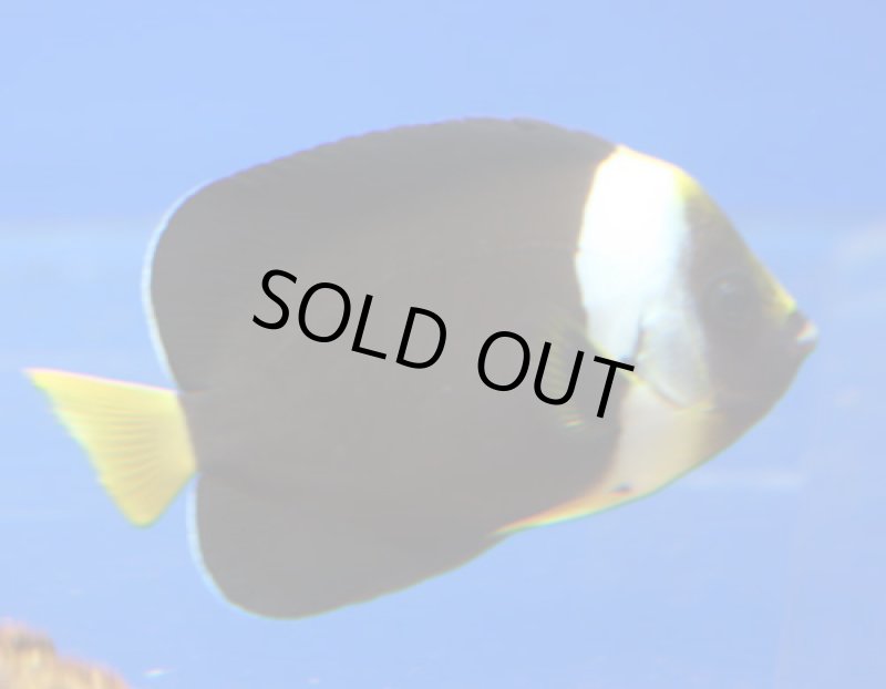 画像2: パソニファ (2)