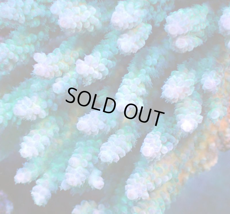 画像2: Acropora (2)