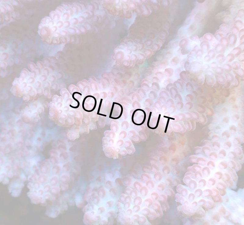 画像2: Acropora (2)