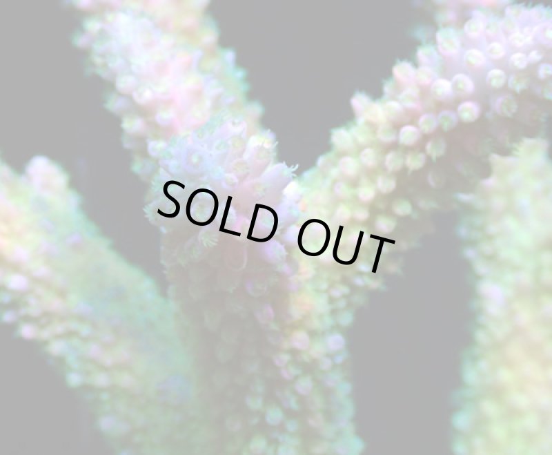 画像2: AUS Acropora (2)