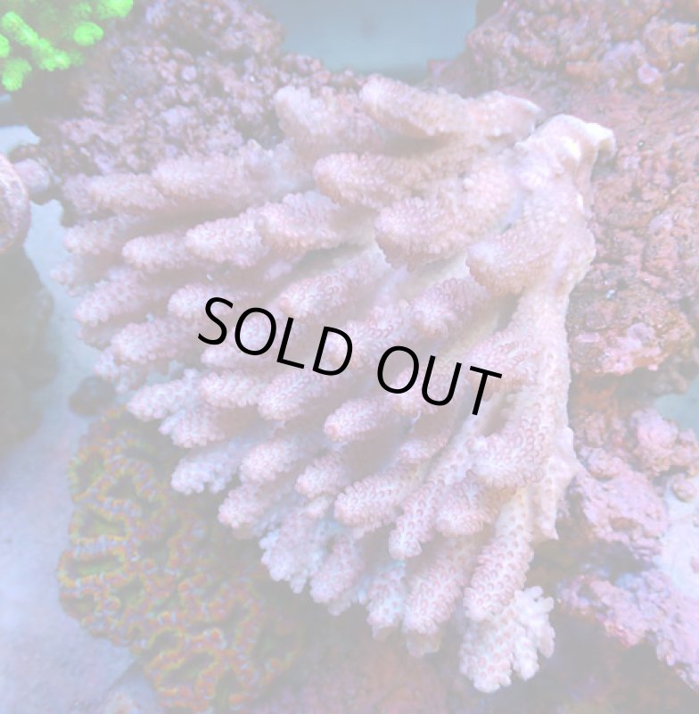 画像1: Acropora (1)