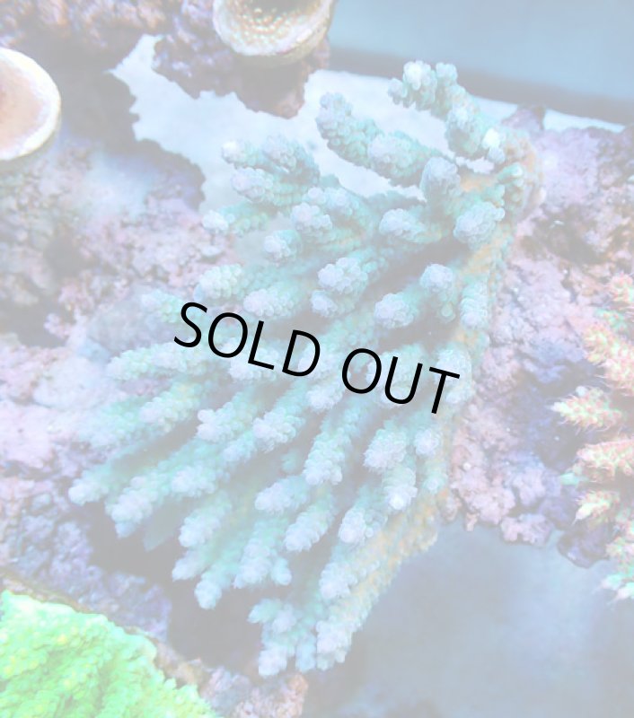画像1: Acropora (1)