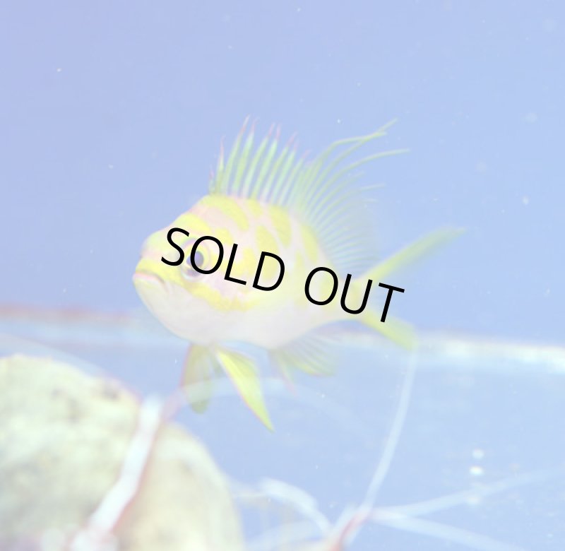 画像2: マダラハナダイ (2)