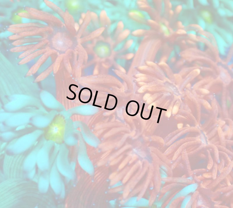 画像2: ハナガササンゴ (2)