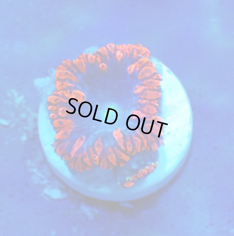 画像1: オオタバサンゴ (1)