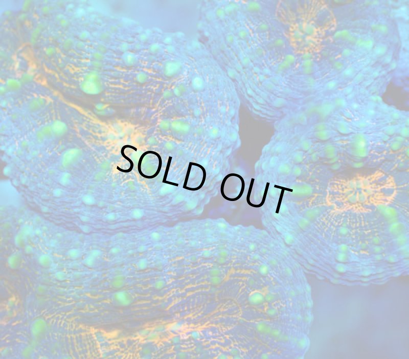 画像2: マルハナガタ (2)