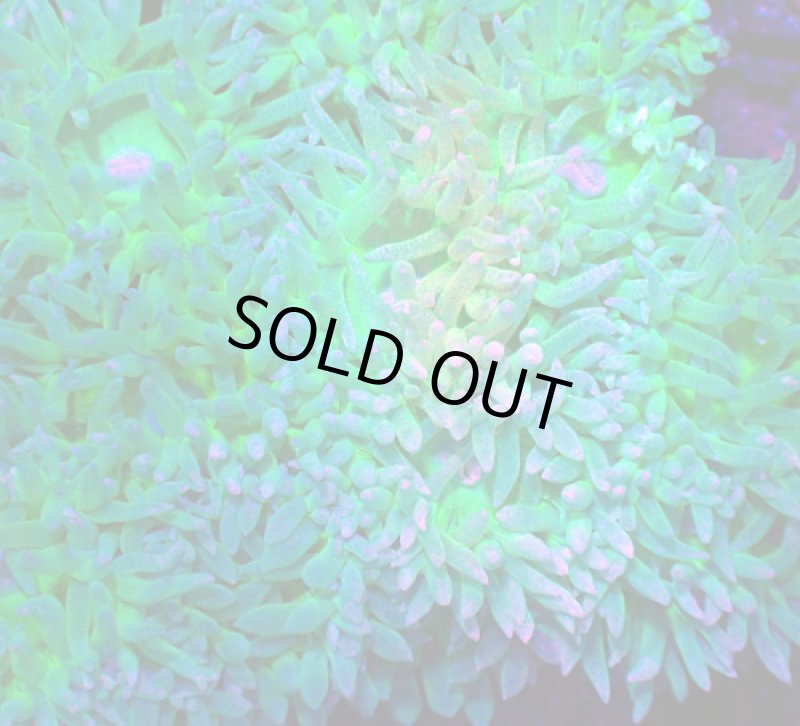 画像2: ウィスカーズ (2)