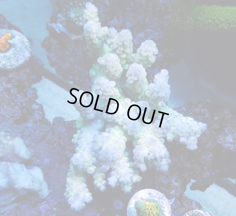 画像1: Acropora (1)