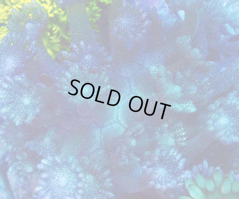 画像2: ハナガササンゴ (2)