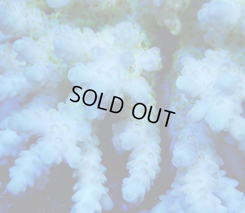 画像2: Acropora (2)