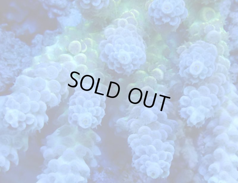 画像2: Acropora (2)