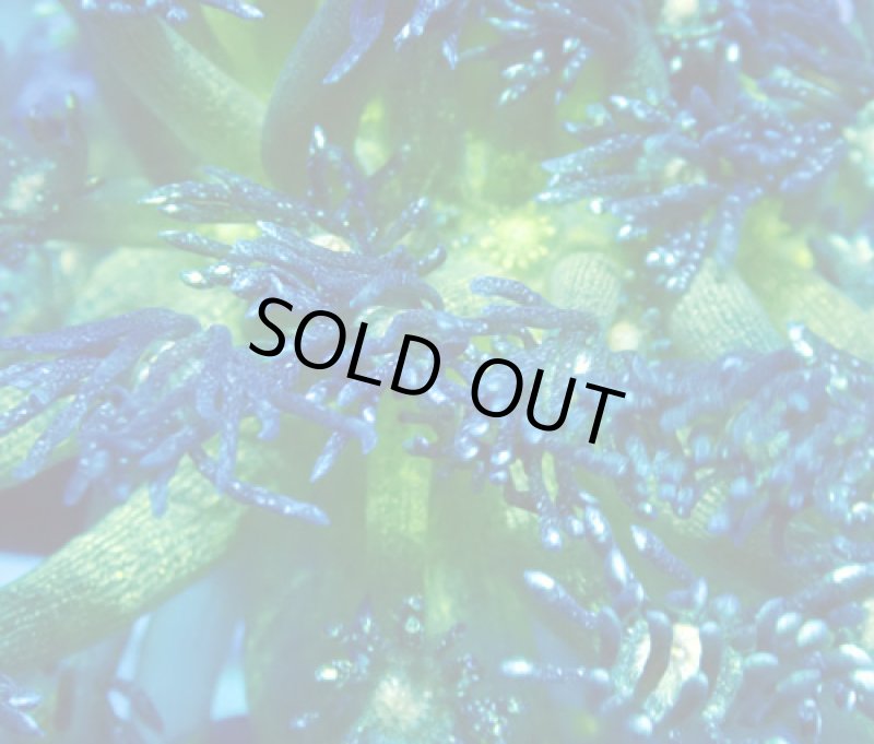 画像2: ハナガササンゴ (2)