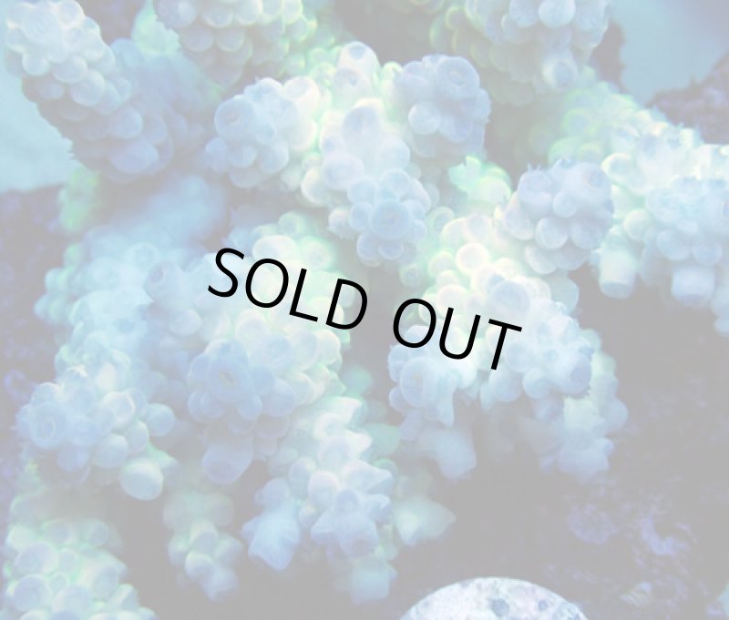 画像2: Acropora (2)