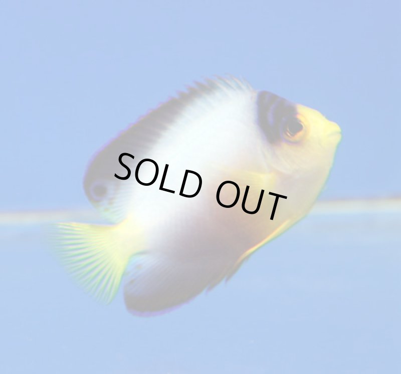 画像2: マルチカラーエンゼル (2)