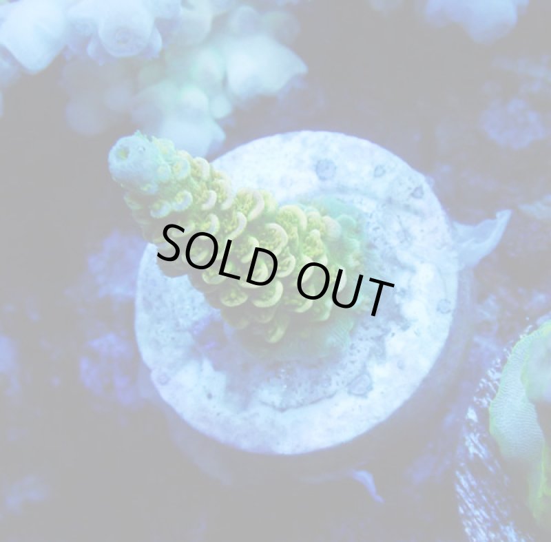 画像1: CE Acro  Walt Disney (1)