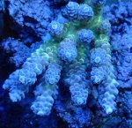 画像1: Acropora (1)