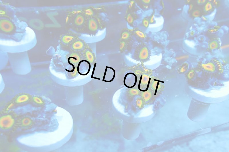 画像2: マメスナ (2)