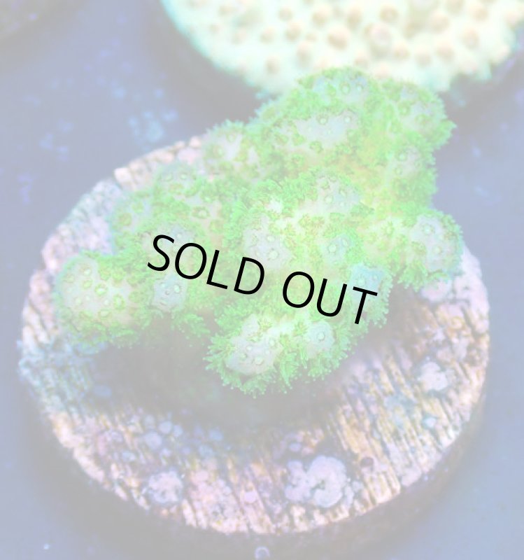 画像1: CE  Acro Poccilopora Green (1)