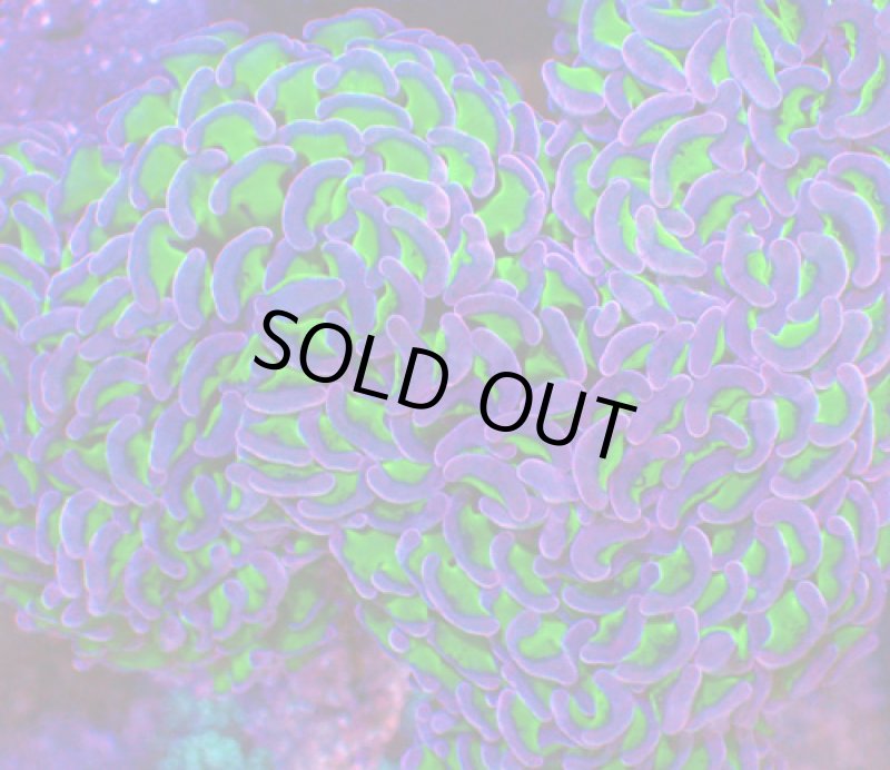 画像2: ナガレハナ (2)