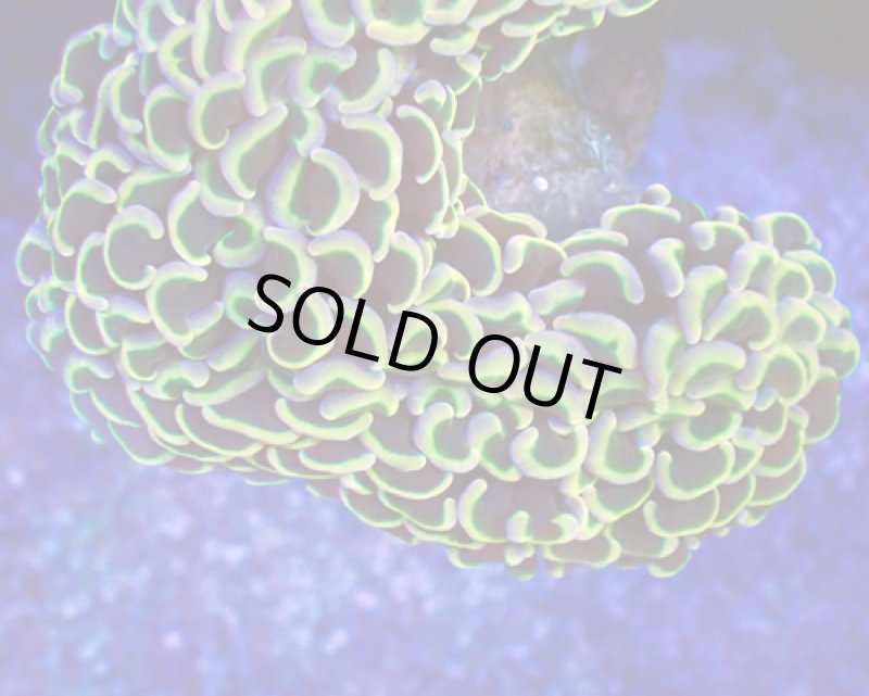 画像2: ナガレハナ (2)