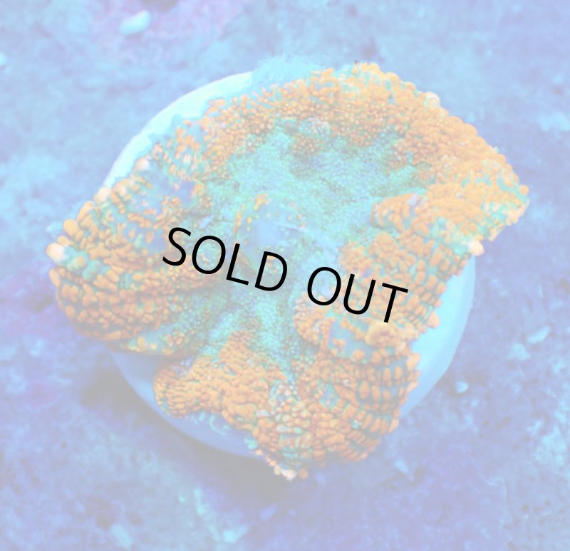 画像1: ディスク (1)