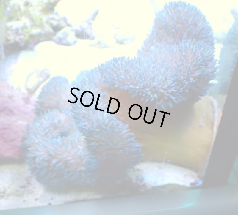 画像2: ハタゴイソギンチャク (2)