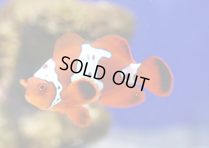 画像1: ライトニングマロン (1)