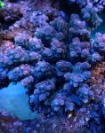 画像1: Acropora (1)