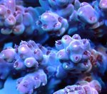 画像3: Acropora (3)