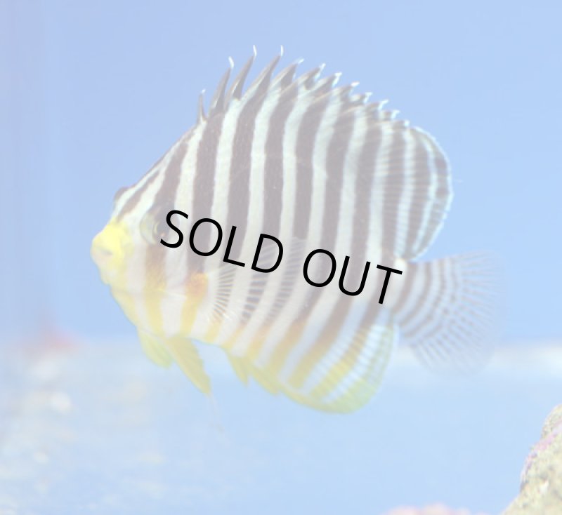 画像2: シマヤッコ (2)