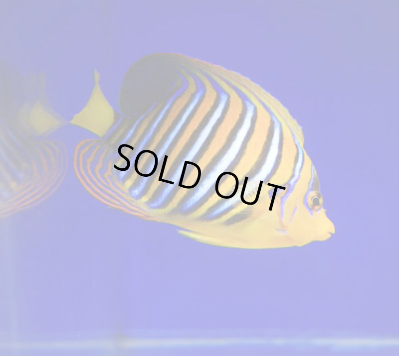 画像2: ニシキヤッコ (2)