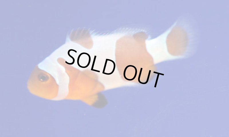 画像2: ダヴィンチオセラリス (2)