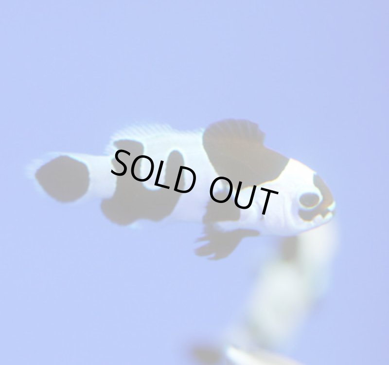 画像2: ブラックストーム (2)