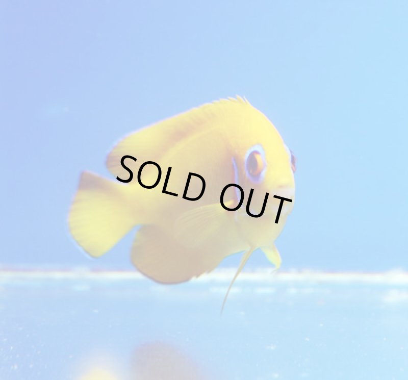 画像2: レモンピール (2)