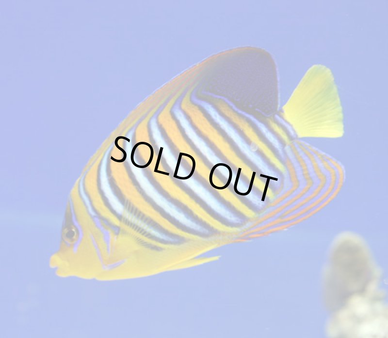 画像2: ニシキヤッコ (2)