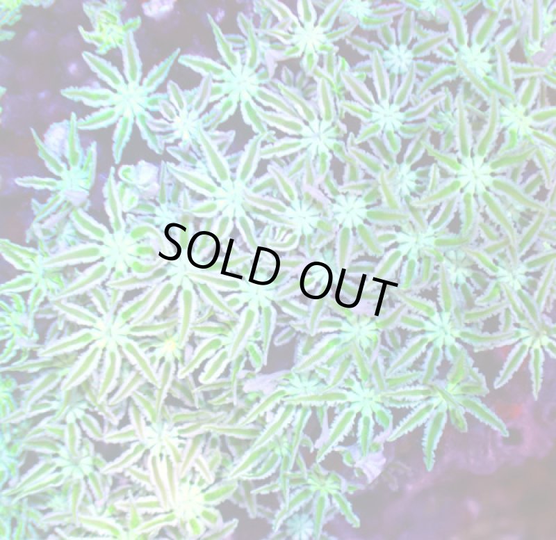 画像2: クダサンゴ (2)