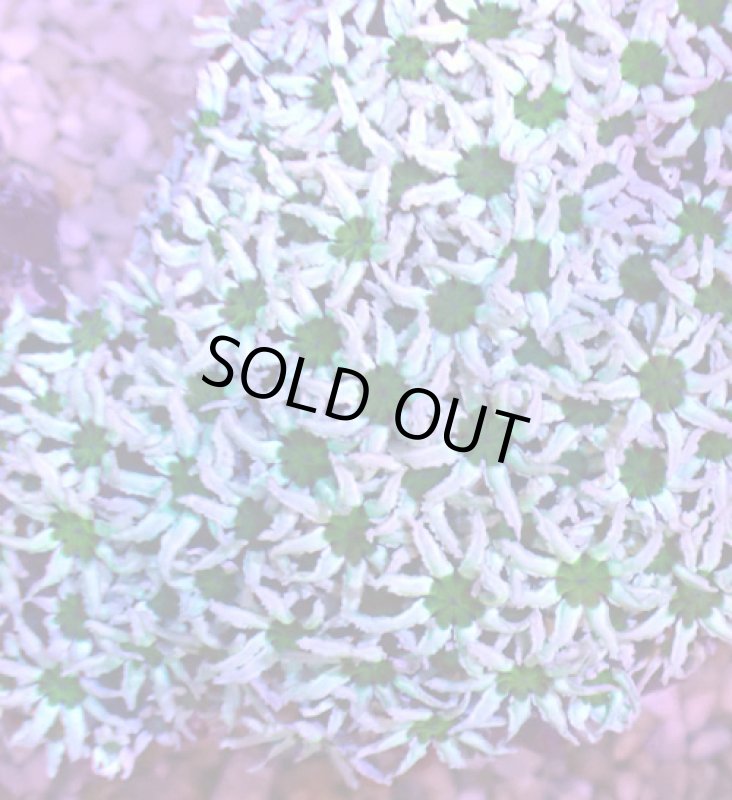 画像2: クダサンゴ (2)