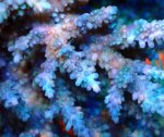 画像4: Acropora (4)
