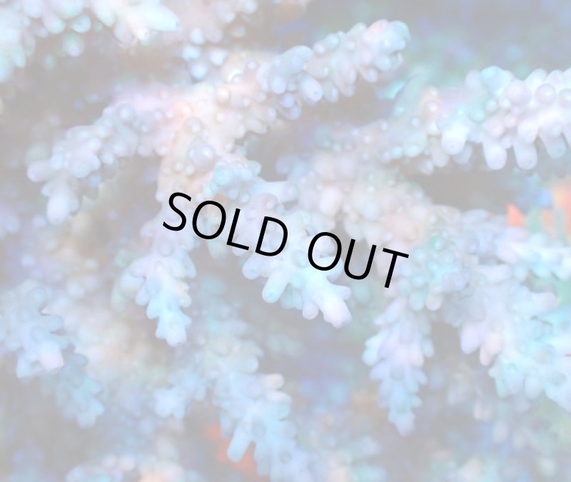 画像4: Acropora (4)