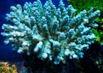 画像3: Acropora (3)